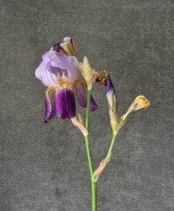 WIP-04 20150508-008 purple irises 12x9